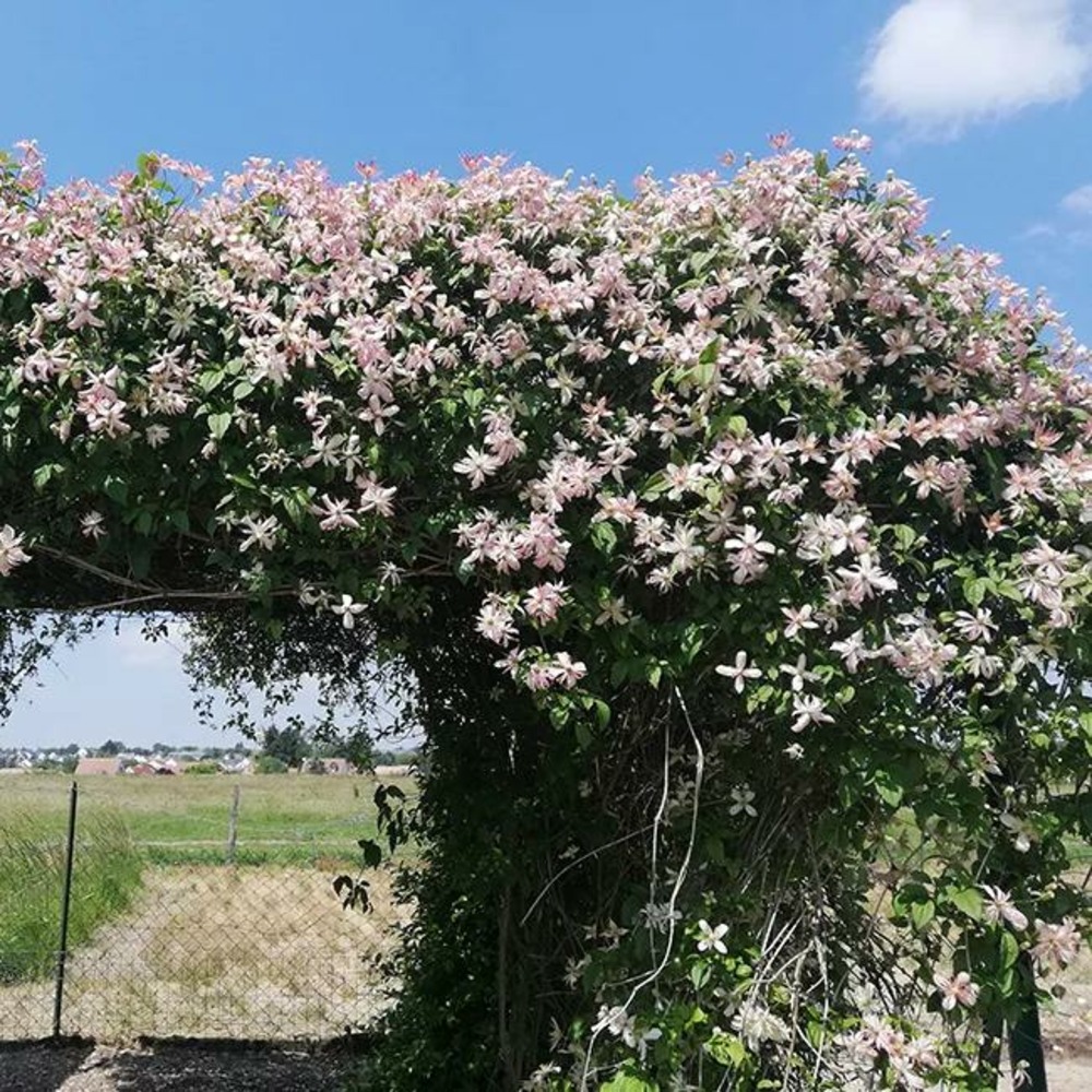 Clématite 'marjorie' - clematis montana 3l