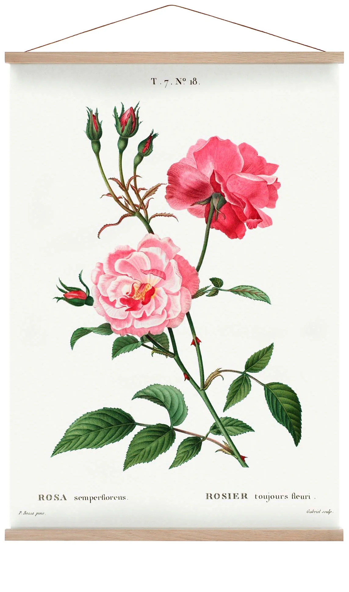 Rosa Semperfloreans