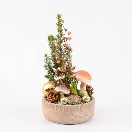 Jacinthe et Picéa - pot D19