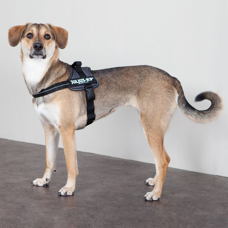 Harnais Julius-K9 Power, anthracite
