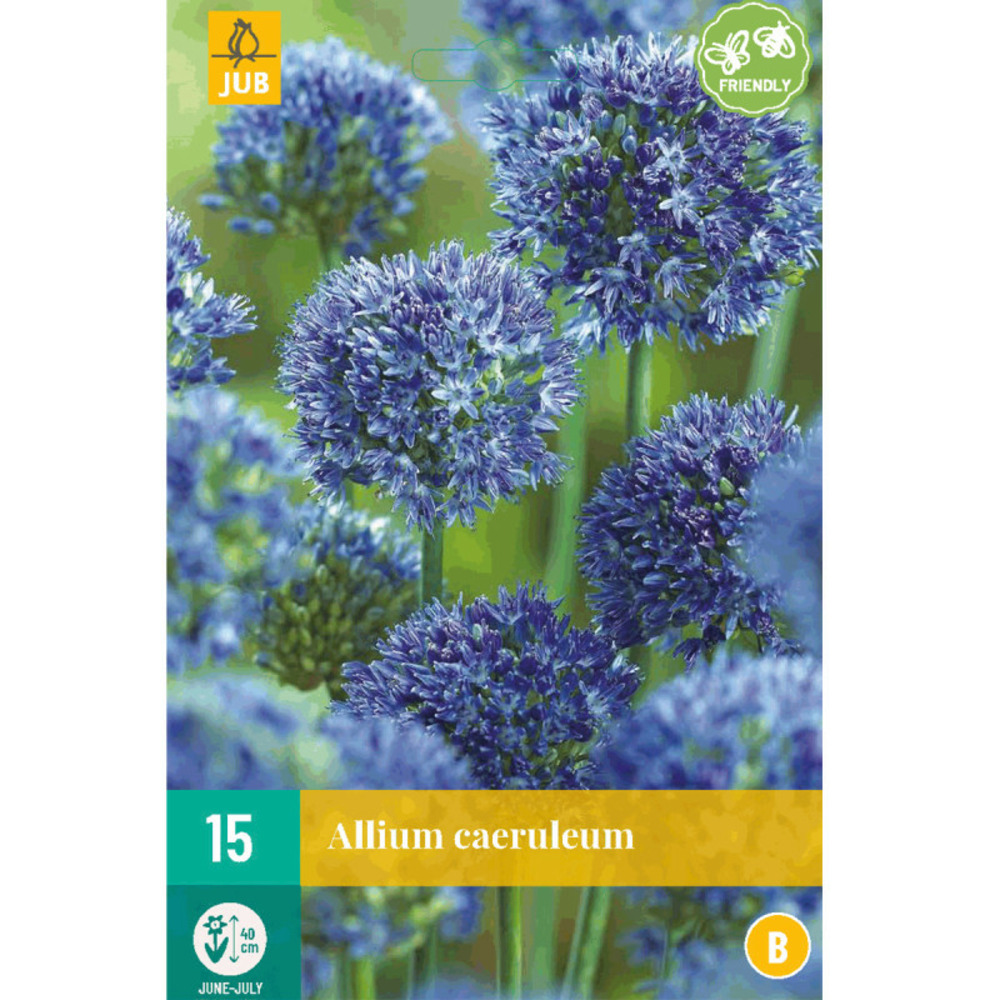 15 alliums caeruleum