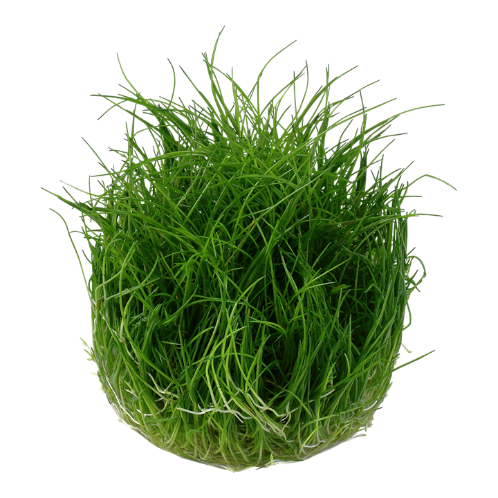 Waterplant Eleocharis Pusilla Mini