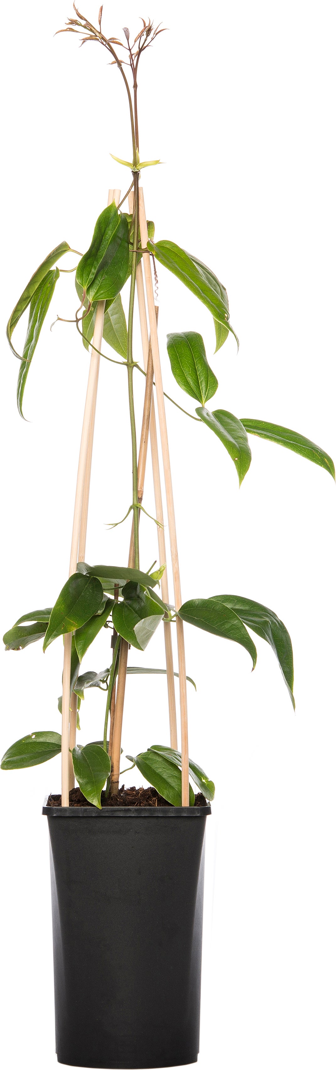 Groenblijvende Bosrank (Clematis armandii 'Apple Blossom') D 16 H 75 cm