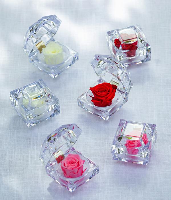 Dehner Longlife-Rose in Juwelenbox, ca. Ø3,5