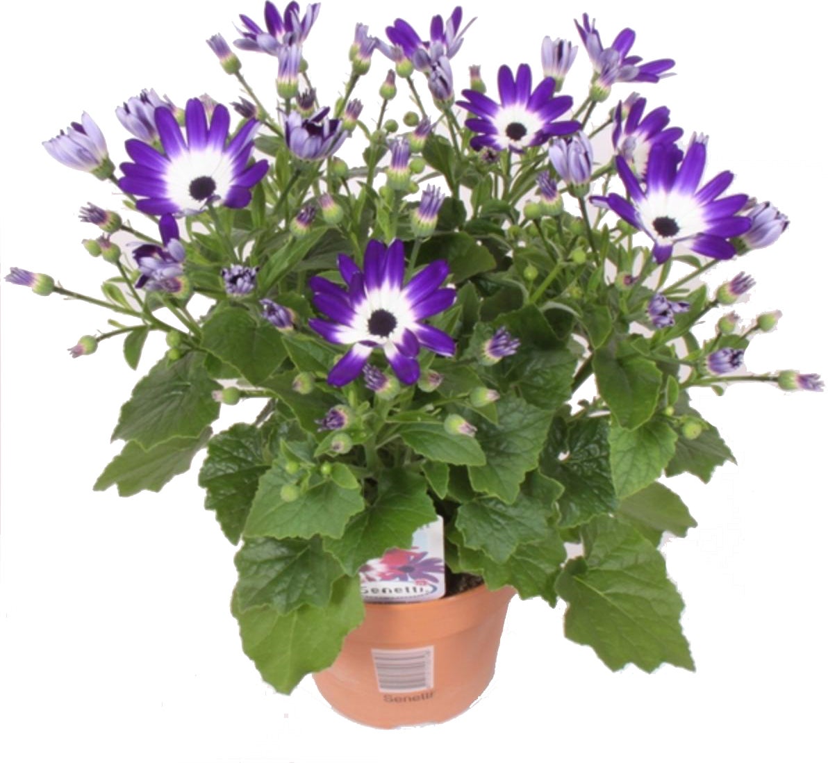 Kruiskruid (Senecio 'Senetti Blue Bicolor') D 15 H 30 cm