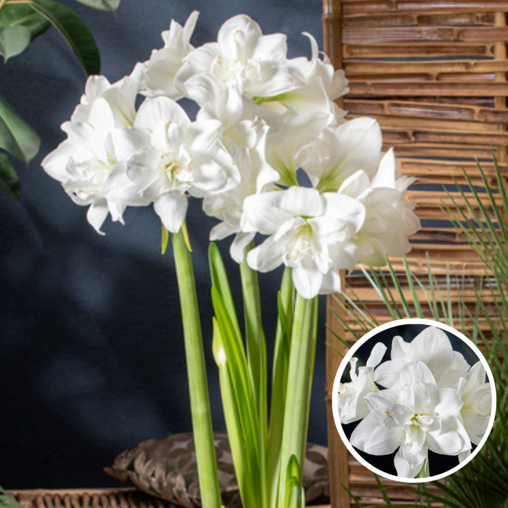 Hippeastrum - set de 2 - bulbes de lys blancs amarilis - plante d'intérieur