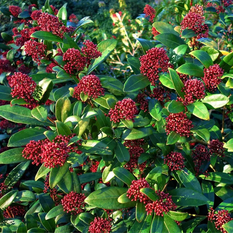Skimmia - Set van 2 - Skimmia japonica 'Rubella' - Hoogte 35-45cm - ⌀15cm