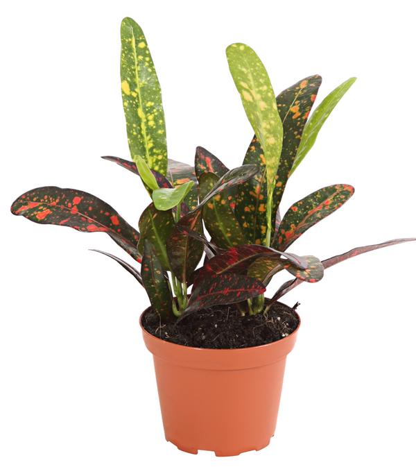 Wunderstrauch - Codiaeum variegatum,