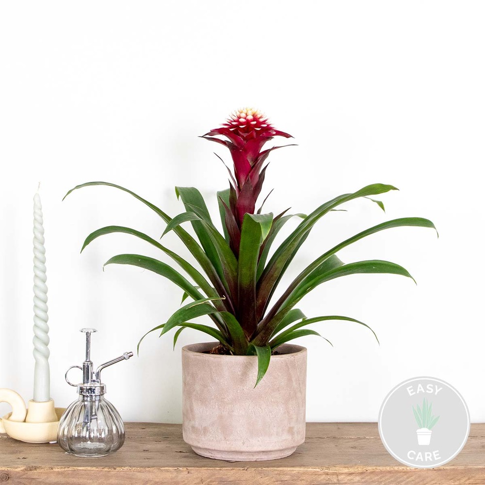 Guzmania fransesca – plante tube – plante d'intérieur – facile d'entretien – ⌀12 cm – ↕40-50 cm