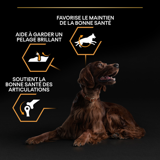 Croquettes chien adulte - 14 kg + 2,5 kg offerts