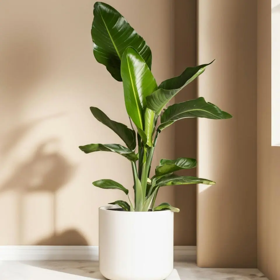 Paradijsvogelbloem - Set van 3 - Strelitzia reginea - Hoogte 25-40cm - ⌀9cm