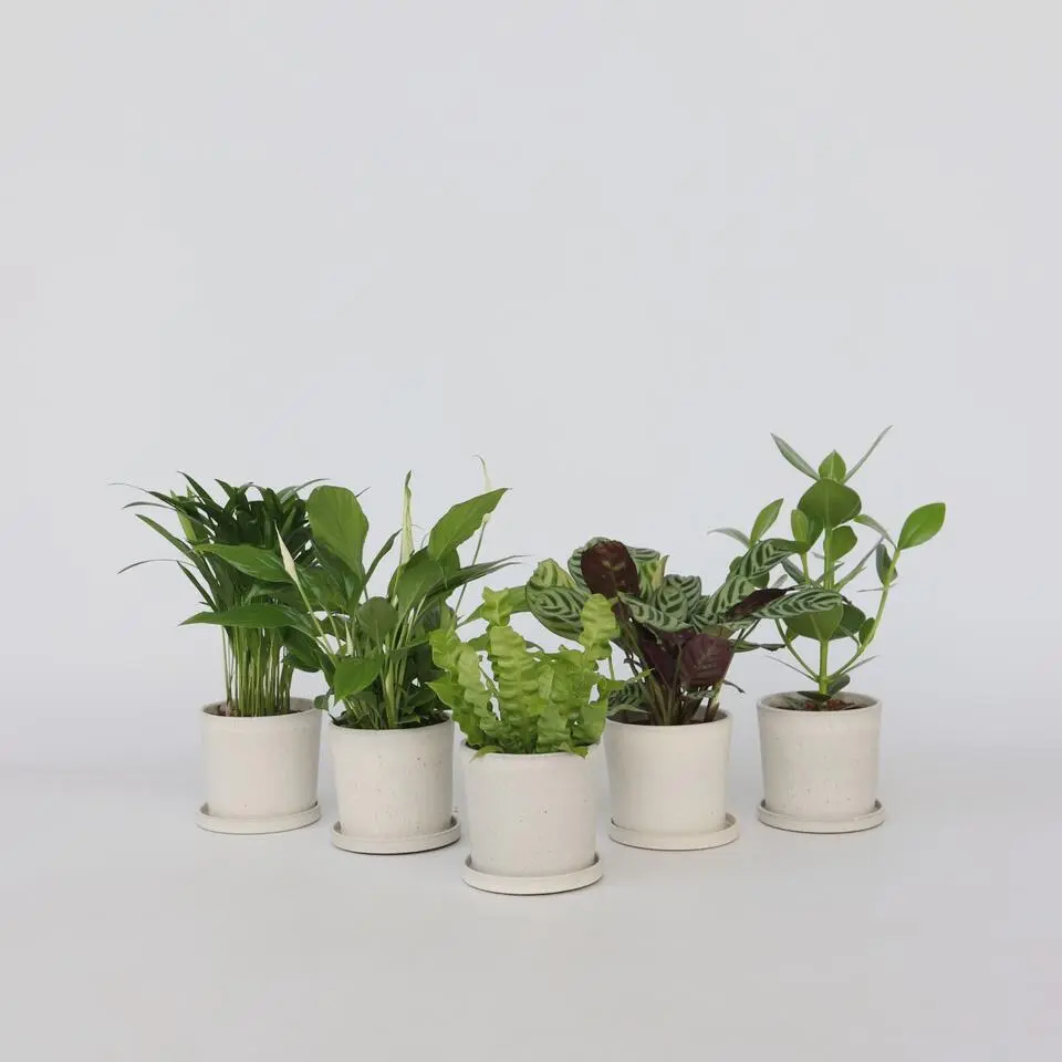 Luchtzuiverende kamerplanten - Set van 5 - Hoogte 25-40cm - ⌀12cm