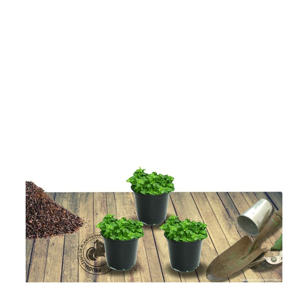 Thym précoce praecox coccineus/thymus praecox coccineus[-]godet