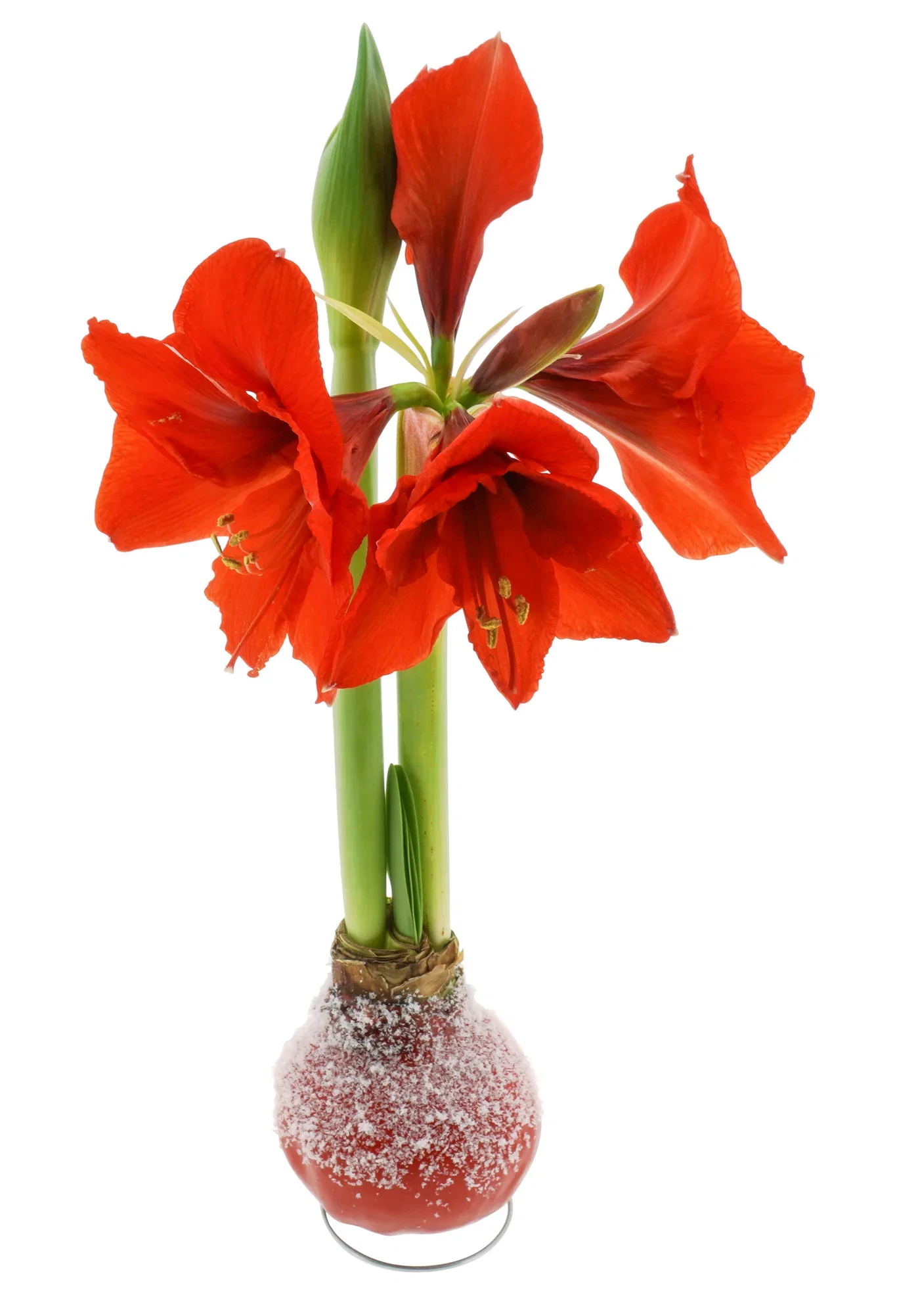 Hippeastrum x hortorum 'Souvereign' Vokset amaryllisløk Snow Red 'Souvereign' Omkrets 32 cm
