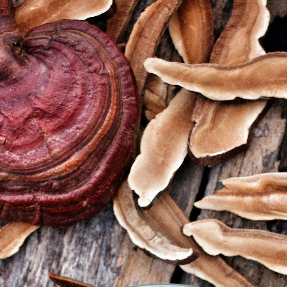 Dr. Jacob's nervenstark – Rosenwurz (Rhodiola) Ashwaganda Reishi-Pilz Vitamin B1