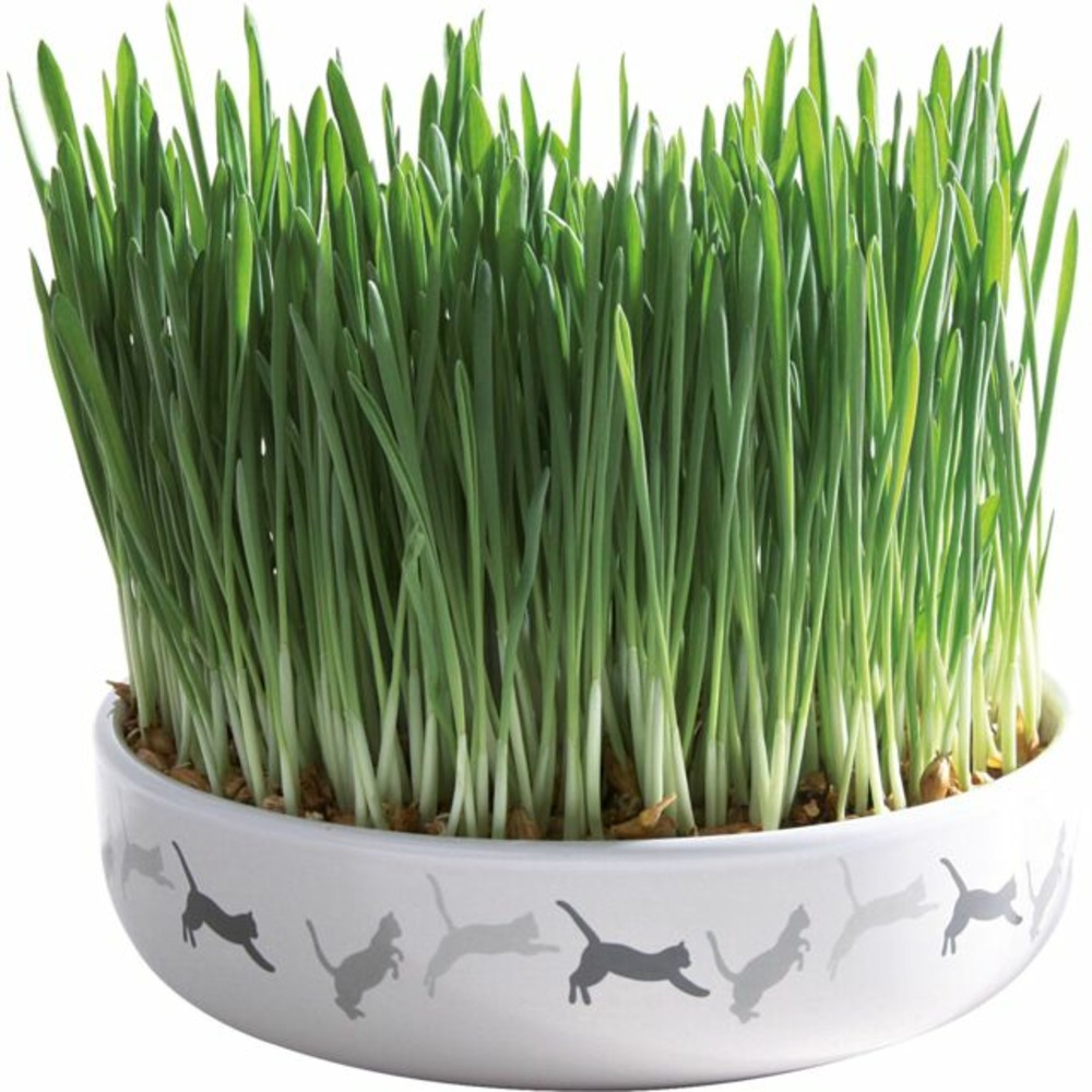 Herbe à chat - avec gamelle