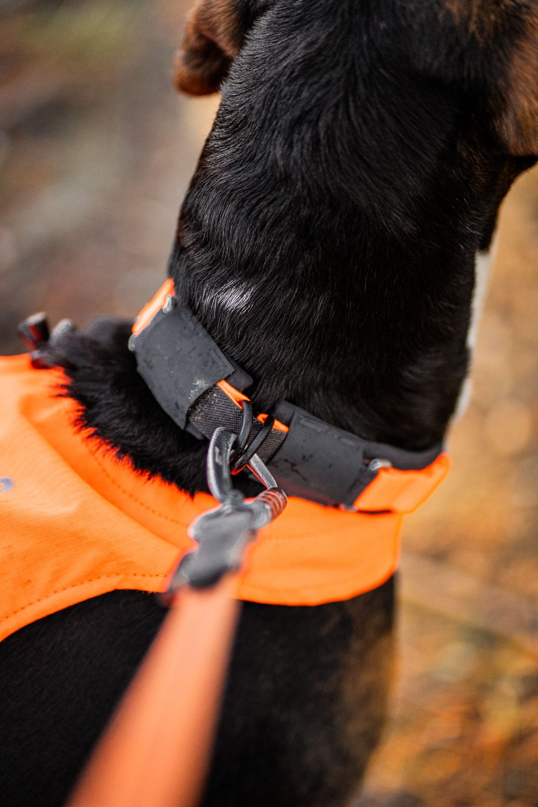 Kjøp Non-Stop Dogwear Protector Collar fra Hekta på tur!