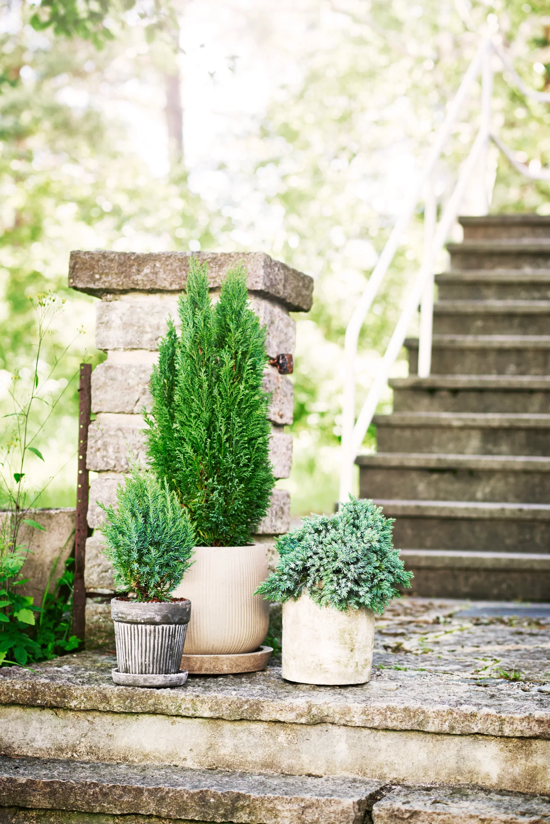 Thuja occidentalis 'Brabant' Tuja 'Brabant' Høyde 50-70 cm