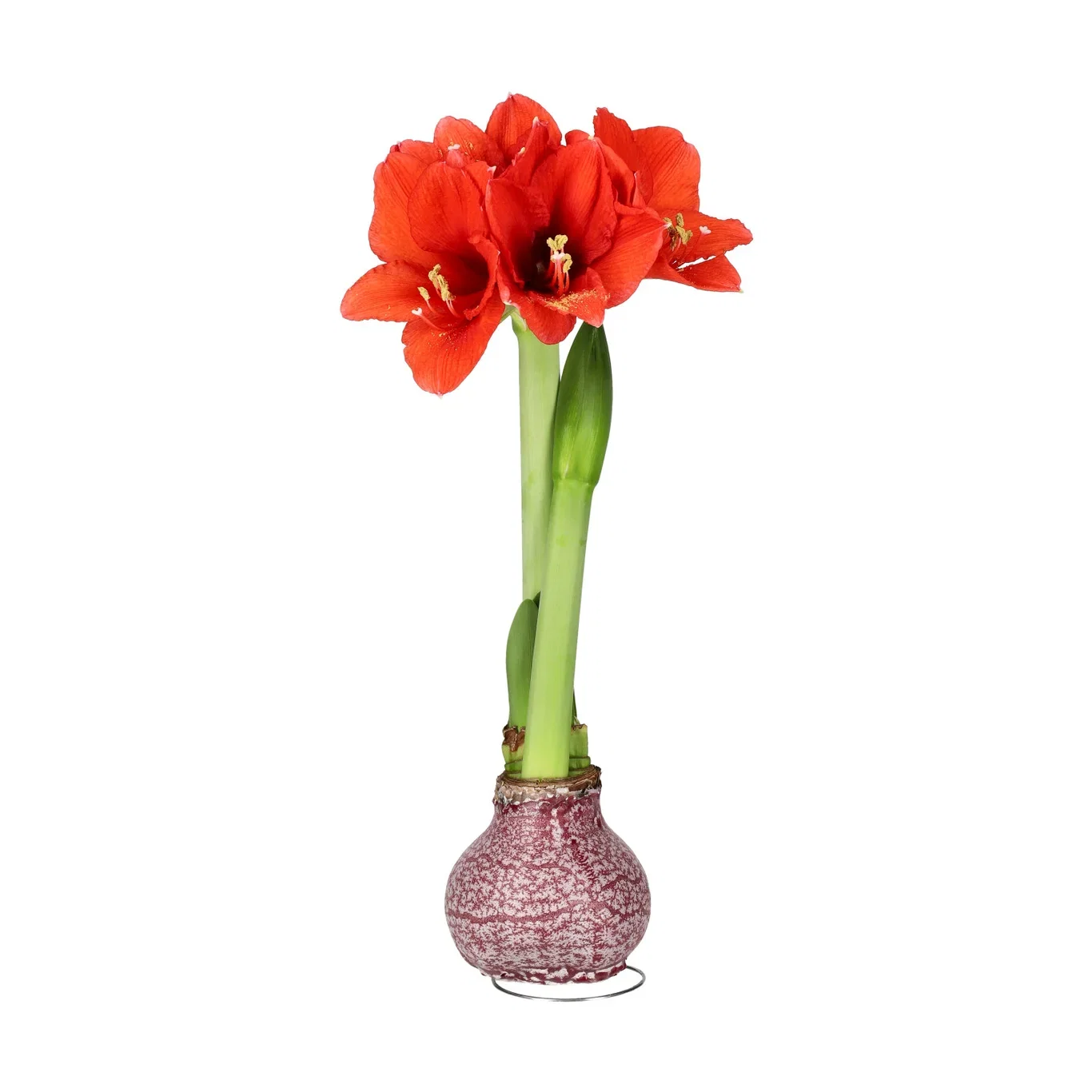 Hippeastrum x hortorum 'Souvereign' Vokset amaryllisløk Marble Burgundy 'Souvereign' Omkrets 28 cm