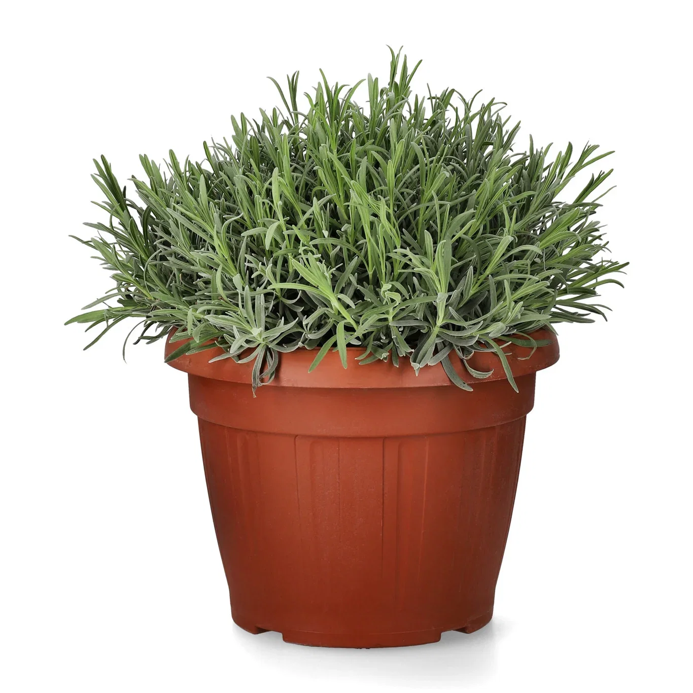 Lavandula angustifolia Lavendel Ø30 cm