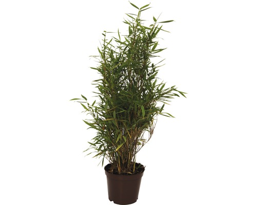 Rechtopstaande tuinbamboe FloraSelf Fargesia murielae 'Jumbo' H 40-60 cm Co 5 L