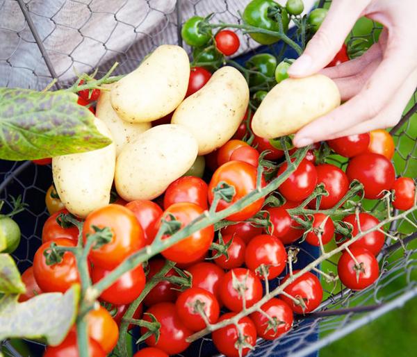 TomTato® Tomatenkartoffel