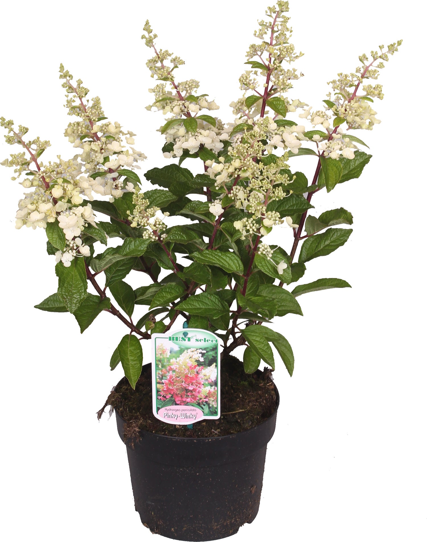 Pluimhortensia (Hydrangea paniculata 'Pinky Winky') D 23 cm