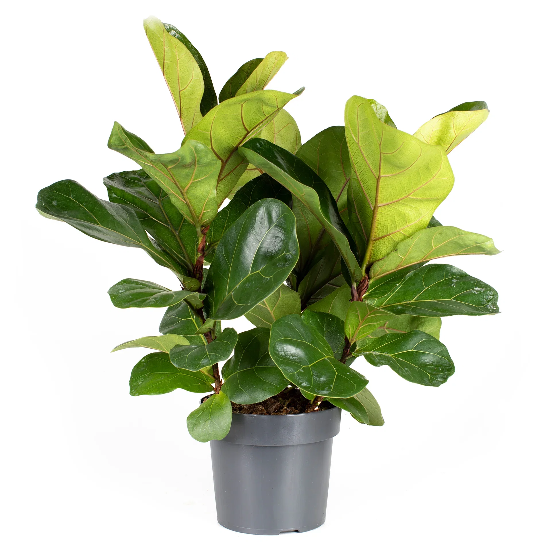 Ficus lyrata Fiolinfiken Høyde 100 cm