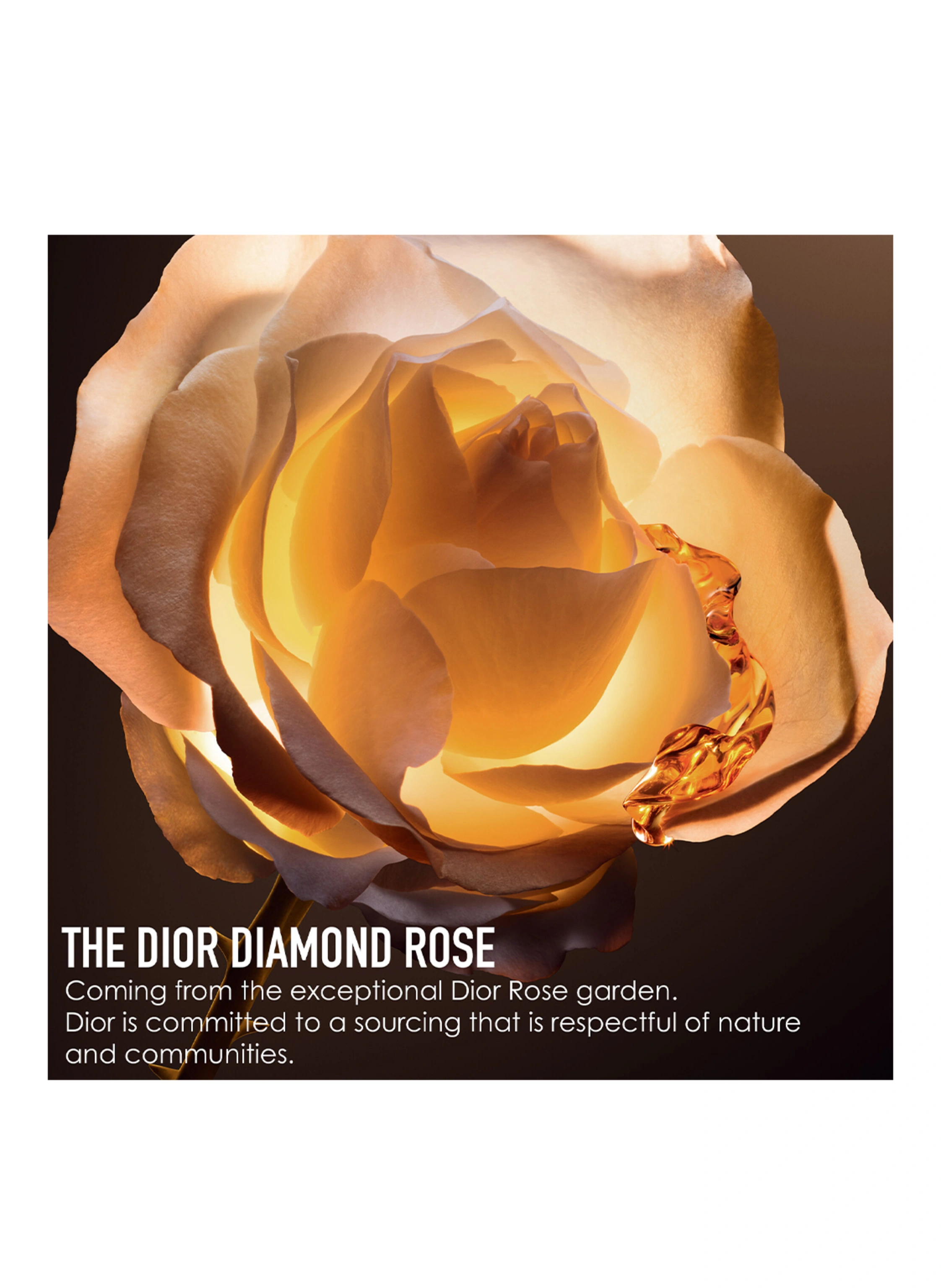 DIOR DIOR PRESTIGE LE NECTAR PREMIER CASE