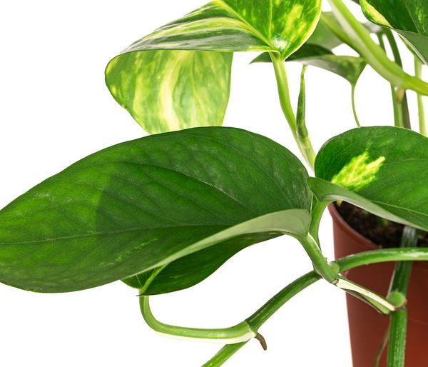 Efeutute - Epipremnum aureum
