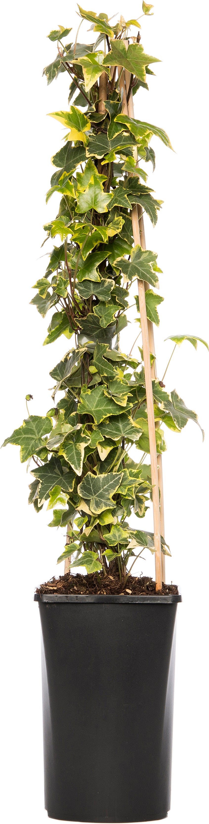 Klimop (Hedera helix 'Goldchild') D 16 H 75 cm