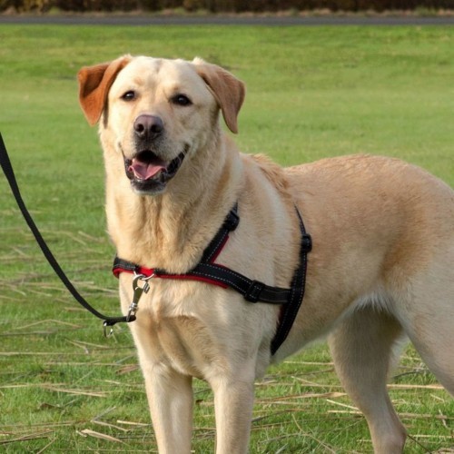 Coleira preta para cães