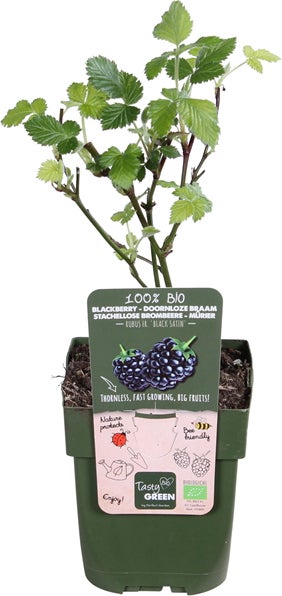 Doornloze braam (Rubus fruticosus 'Black Satin') D 13 H 45 cm