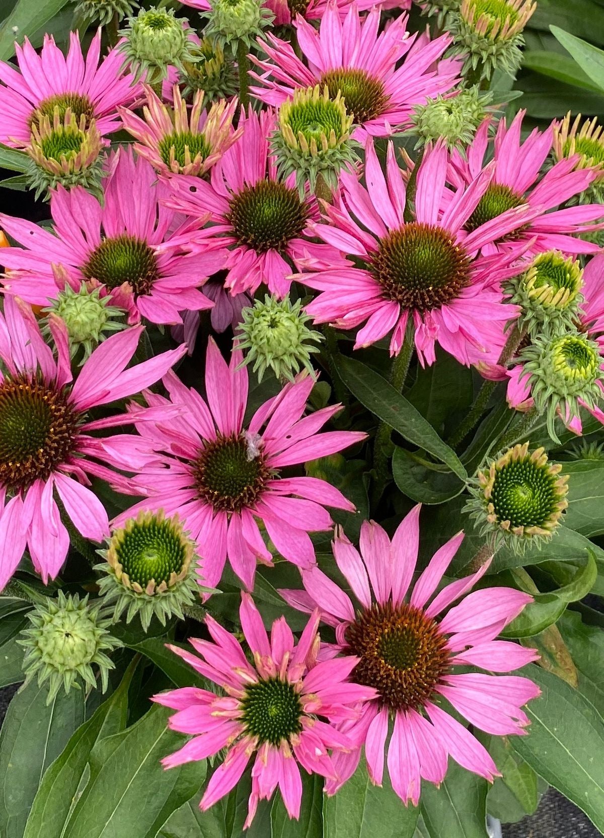 Zonnehoed (Echinacea purpurea 'SunSeekers bubblelicious') D 17 H 35 cm