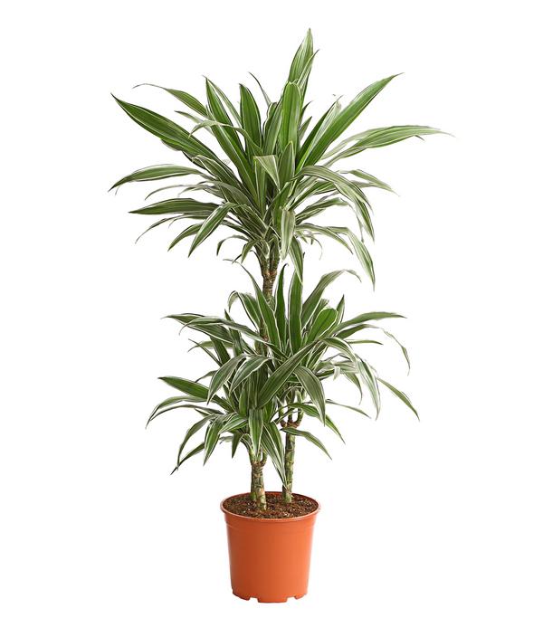 Drachenbaum - Dracaena deremensis 'White