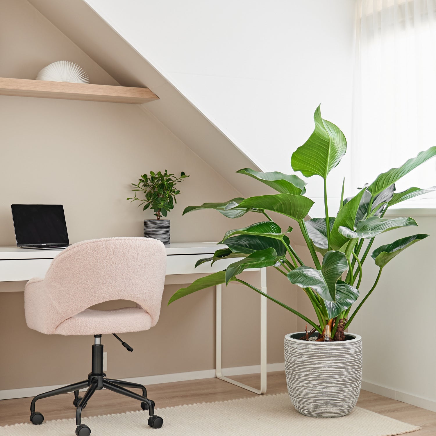 Philodendron (Philodendron 'Green Beauty') D 27 H 90 cm