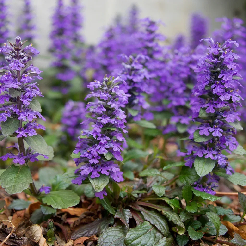 Ajuga reptans 'Catlin's Giant' Krypjonsokkoll 'Catlin's Giant' Ø11 cm