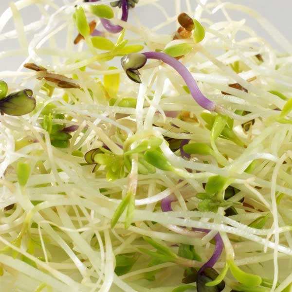 Alfalfa, cresson et chou rouge bio - Graines à germer