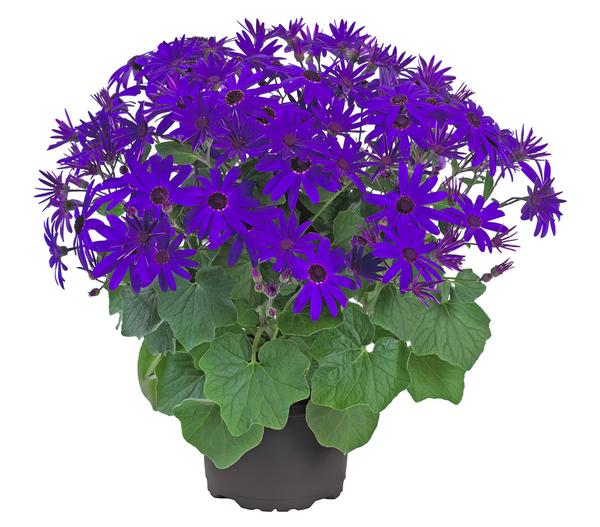 Teneriffa Stern - Cineraria