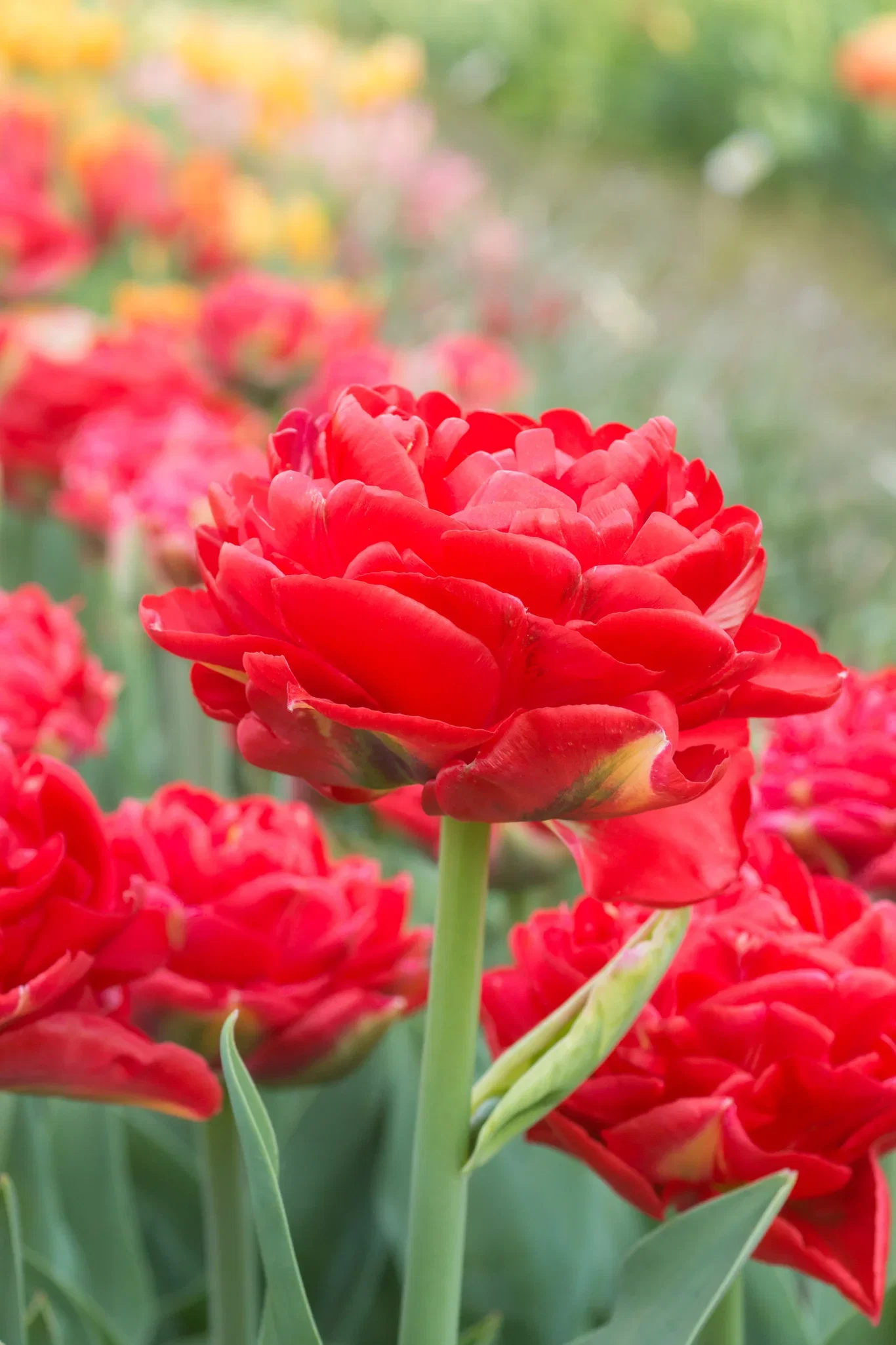 Tulipa gesneriana (Late double flowering Group) 'Pamplona' Tulipan 'Pamplona'