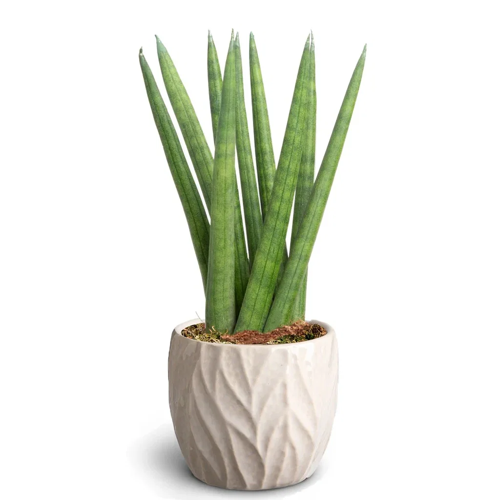 Sansevieria sp. Sansevieria i potte Høyde 15 cm