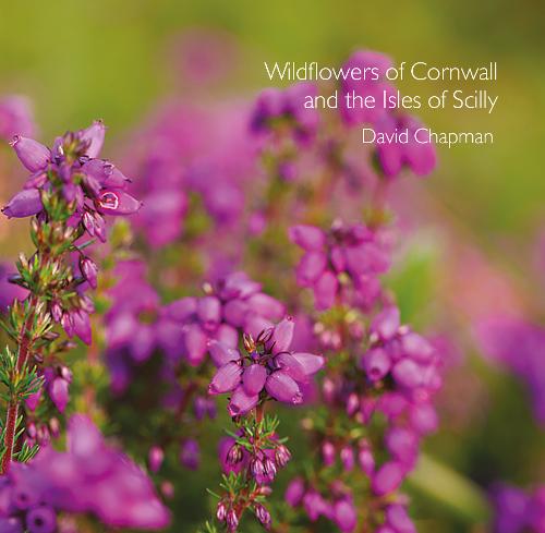 Wildflowers of Cornwall and the Isles of Scilly - Pocket Cornwall (Paperback)