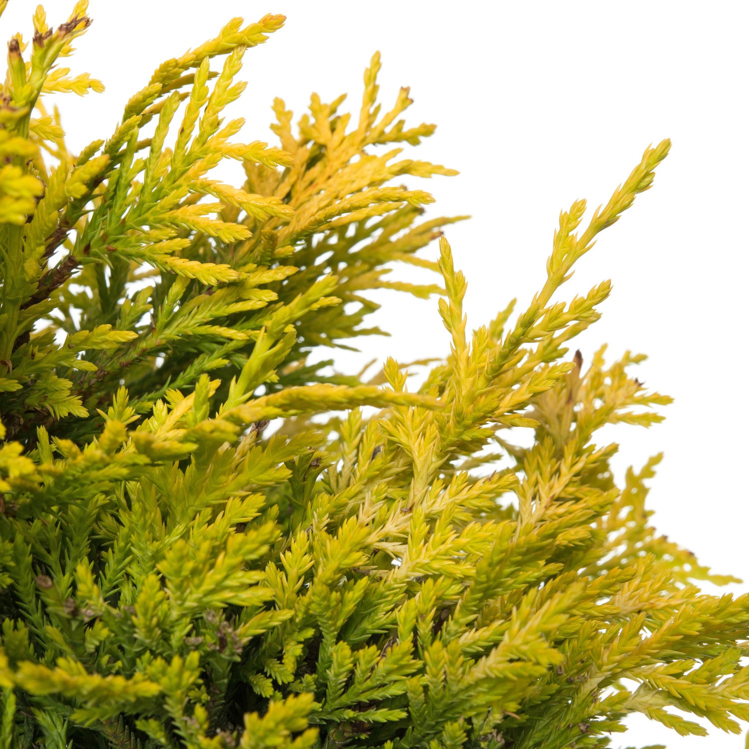 Haag Conifeer (Cupressocyparis leylandii Gold Rider) D 24 H 60 cm