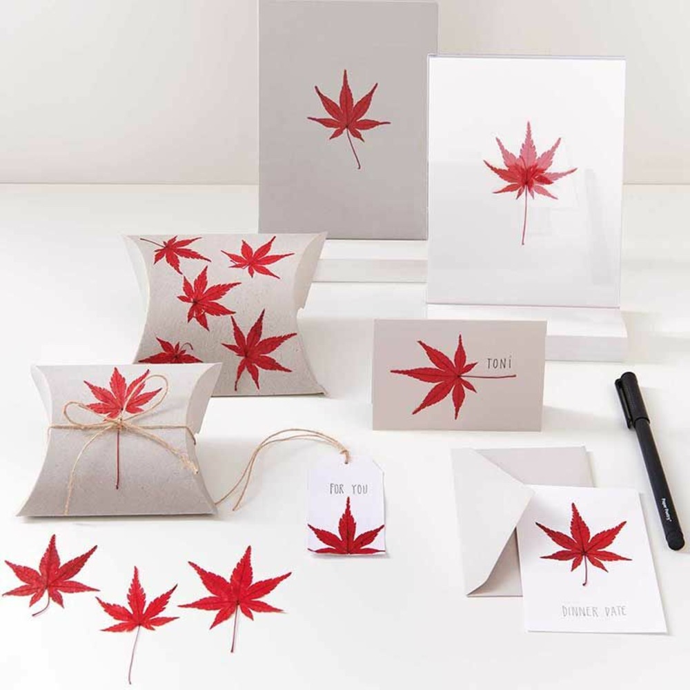 Feuilles d'érable séchées et pressées