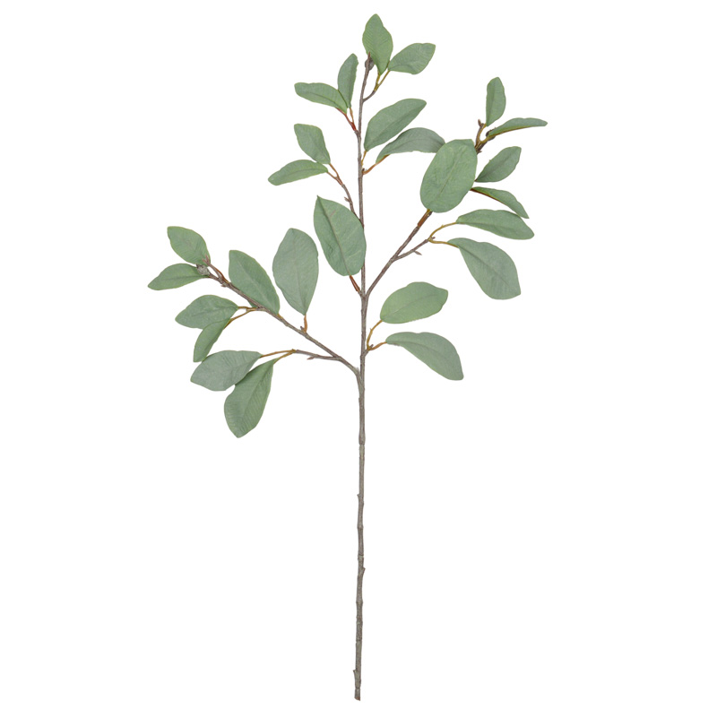 Branche de magnolia