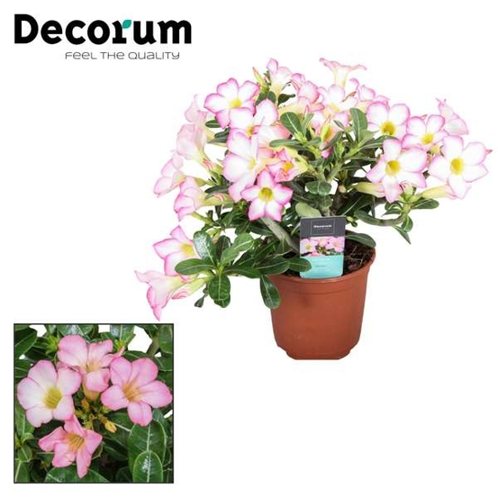 Adenium obesum - pot D14cm
