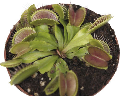 Venusvliegenvanger FloraSelf Dionaea muscipula H 9-11 cm Ø 12 cm pot