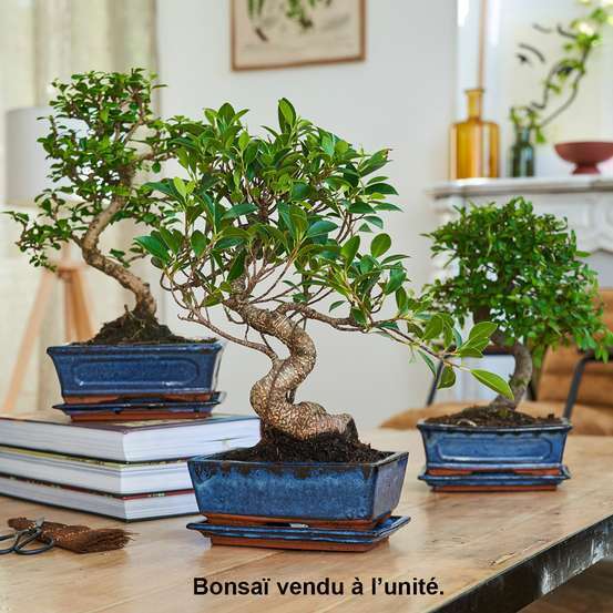 Bonsaï d'intérieur : forêt ficus 8 ans, soucoupe.