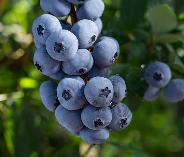 Bio Heidelbeere 'Brigitta Blue'