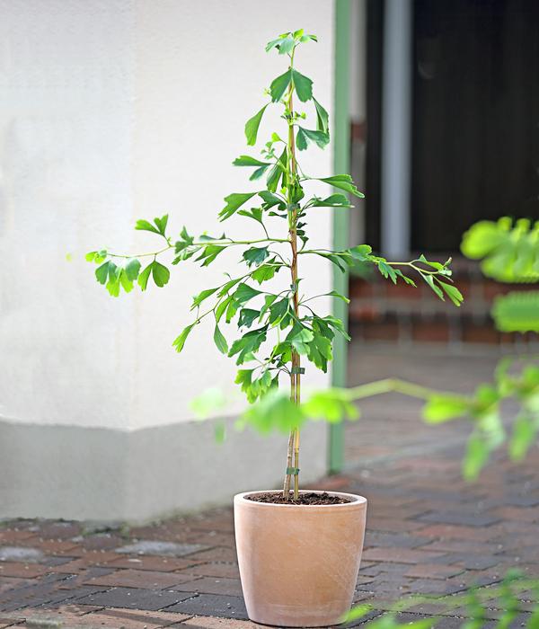 Ginkgobaum - Fächerblattbaum